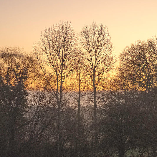 POPLAR: JANUARY DAWN print image 0