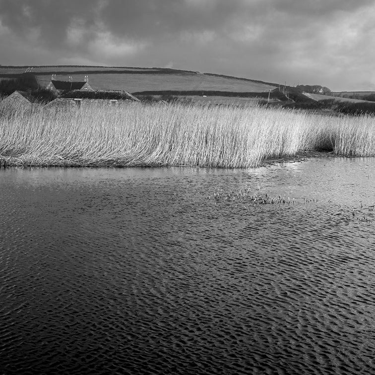 CHURCH COVE: REEDBEDS, DAWN print image 0