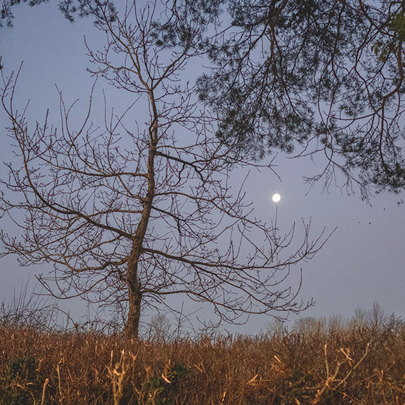 OAK: DAWN’S OAK MOON print image 0