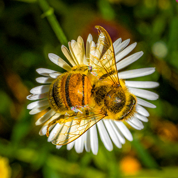 BEE: THE HONEY MAKER print image 0