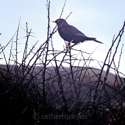 BLACKBIRD: IN THE BLACKTHORN print image 0