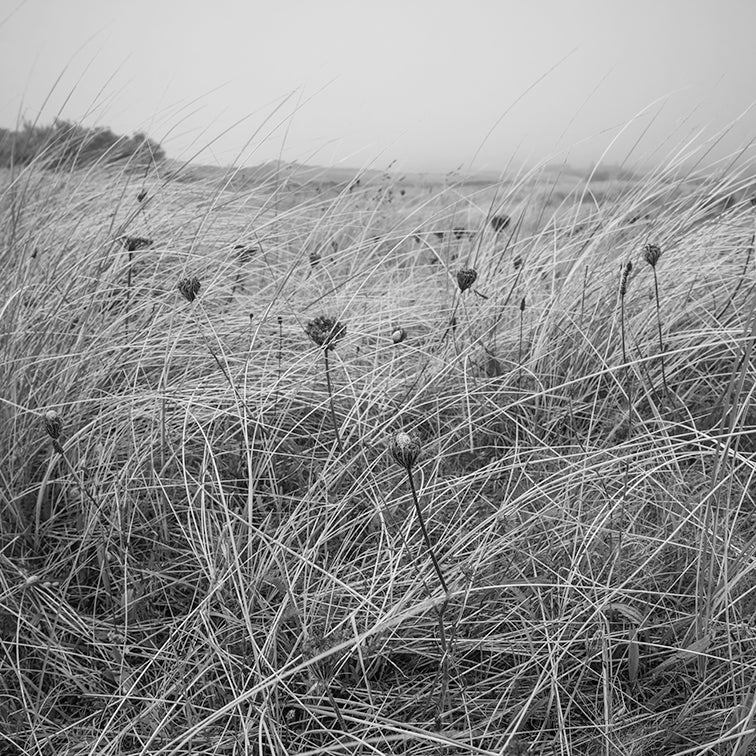 SEPTEMBER MISTS print