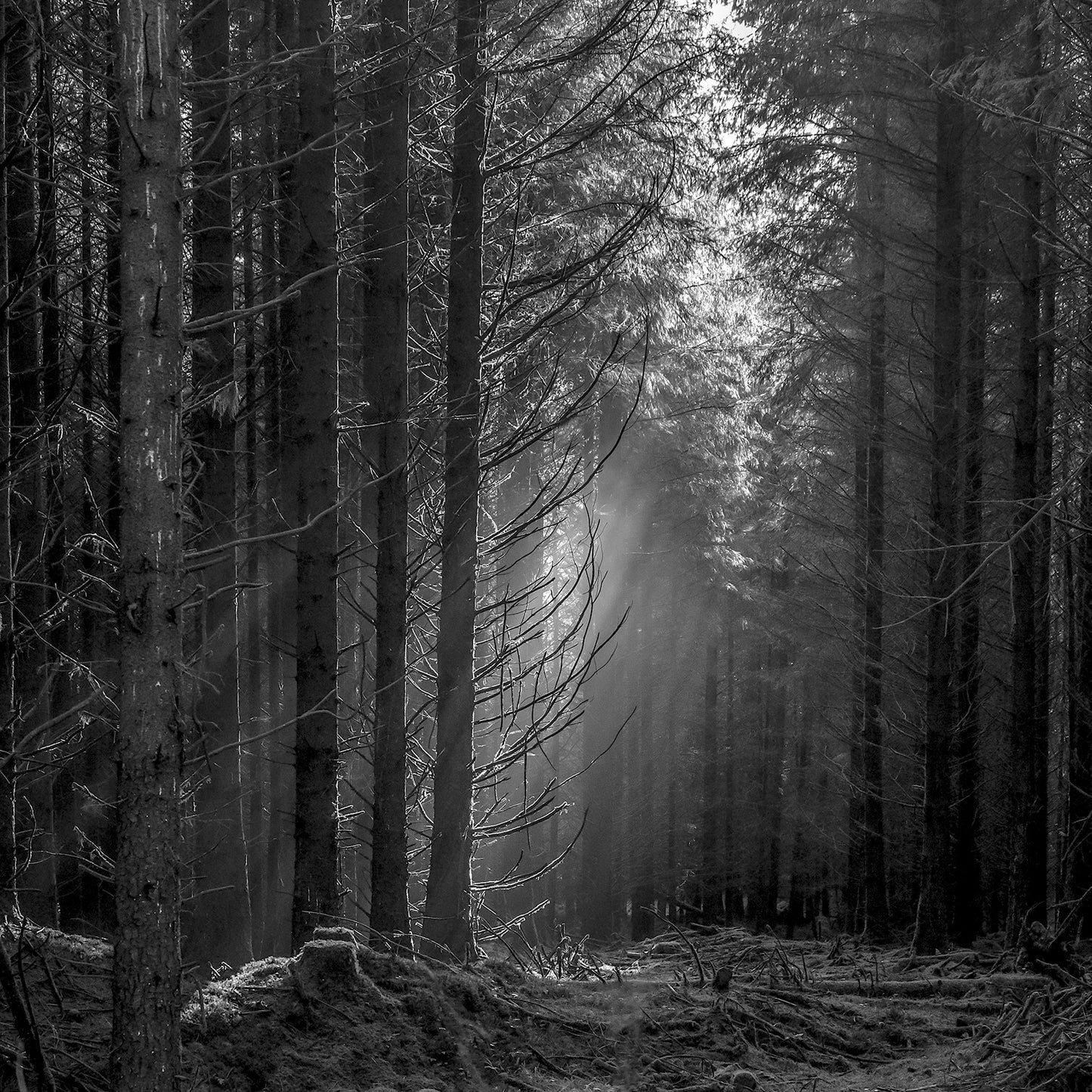 FIR: IN FOREST DARK print image 0
