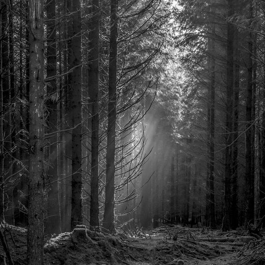 FIR: IN FOREST DARK print image 0