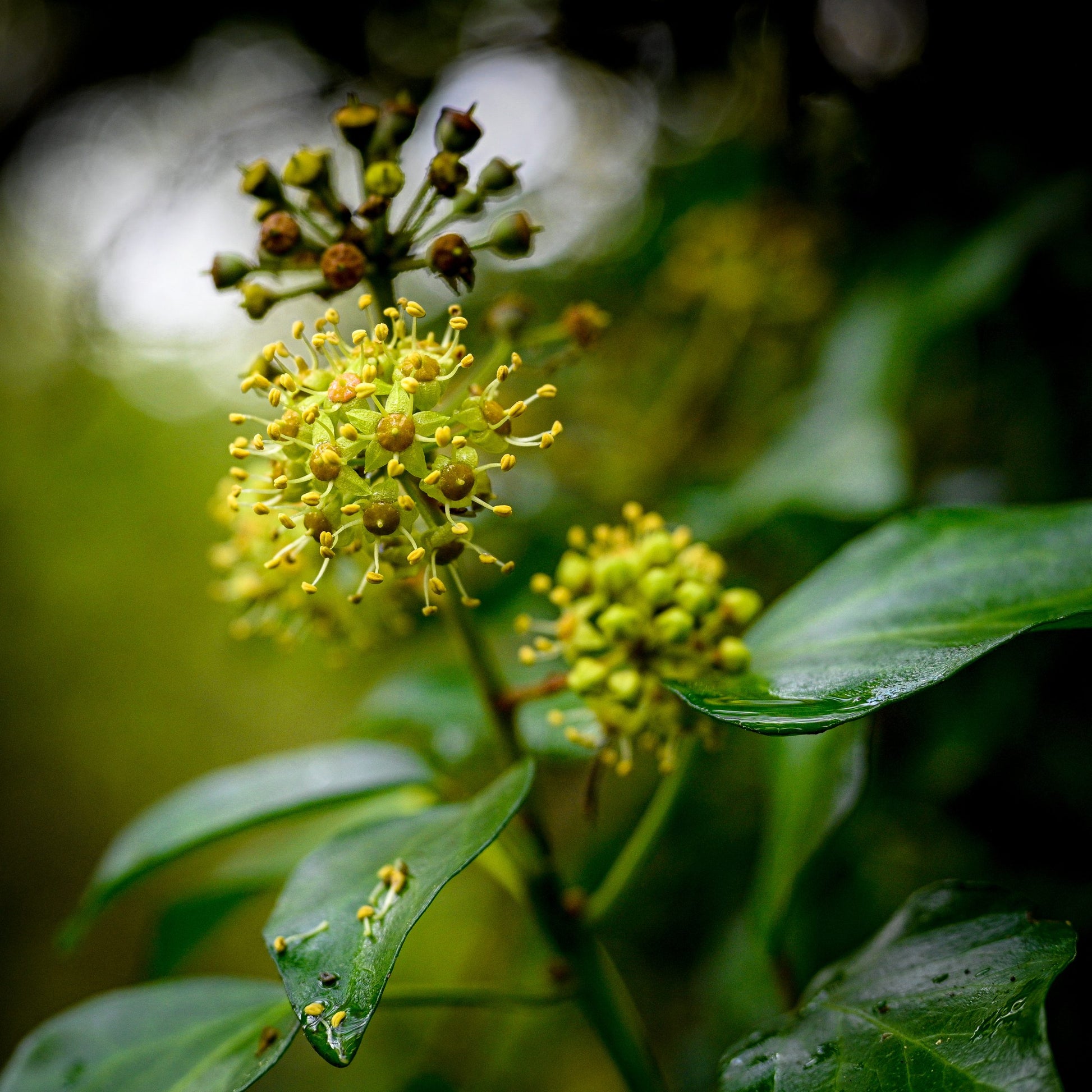 IVY: OCTOBER’S LATE POLLEN print image 0
