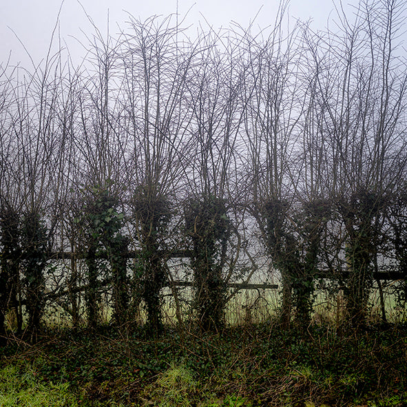 HAWTHORN: HEDGE WITCHES print image 0