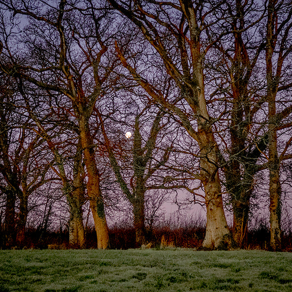 OAK: THE DARK GODS print image 0