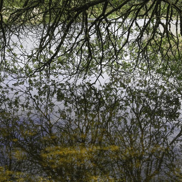 BRONZE SHALLOWS: print