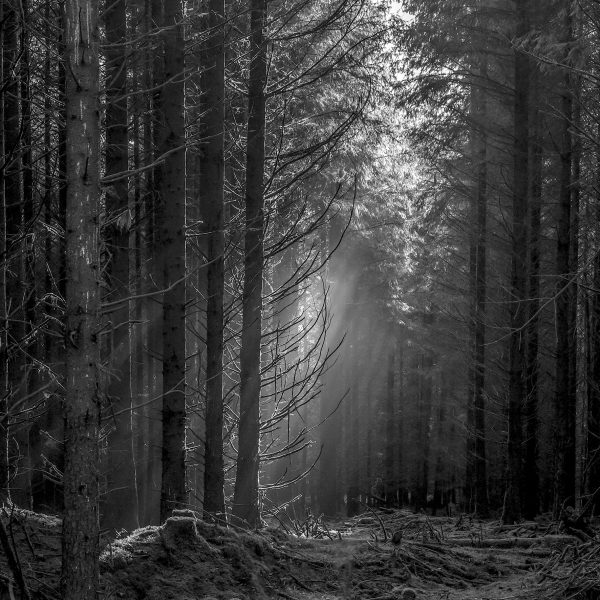 IN FOREST DARK: print